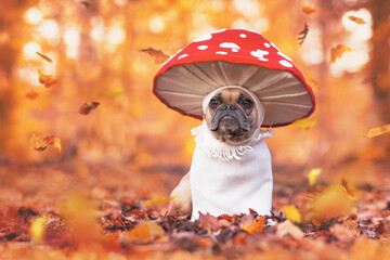 Funny French Bulldog dog in unique fly agaric mushroom costume standing in orange autumn forest