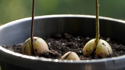 Avocado nut planted in the ground in a home flowerpot. 