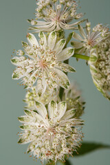 Inflorescence of white flowers Astrantia isolated on green background.