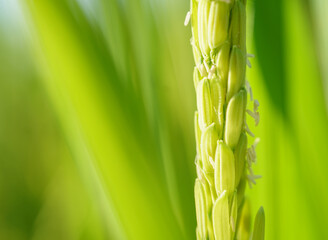 Obraz premium green grass background