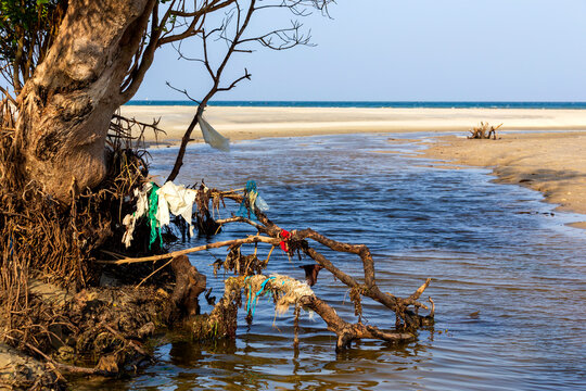 Trash hanging from roots of coastal mangrove tree