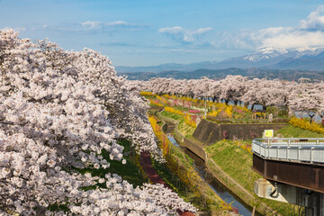 Cherry blossoms at Shiroishi River, Miyagi, Japan