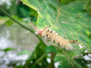 Caterpillar has white hairs on the leaves.