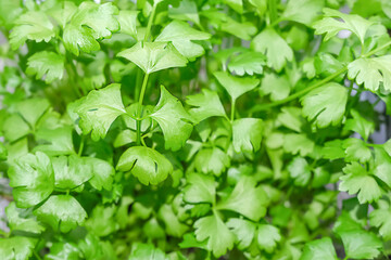 Top view of the seedlings of celery stalks . Green young fresh celery leaves grown for planting ready for replanting into the dwelling. High quality photo