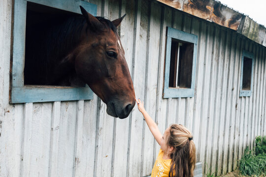 Girl touching horse looking out through window in stable at farm