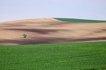 Waves of brown shades on fields in the landscape with solitary tree at Uhercice, Czech republic