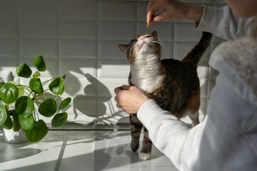 Cute cat reaches for the owner hand for treat, begging for food, sitting in the kitchen at home....
