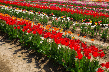 Variety of tulips in Bulb fields. Colorful. Diagonal. Italy. Bologna.