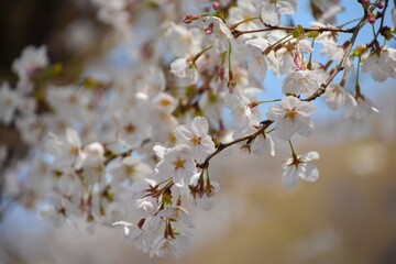 blossom in spring