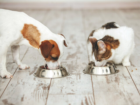 Cat And Dog Eats Food From Bowl