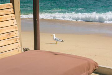 Fototapeta na wymiar Mouette sur sable, plage du Lavandou