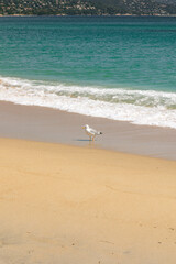 Mouette sur sable, plage du Lavandou
