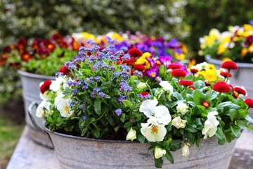 Fototapeta na wymiar Spring flowers in the garden, pansies, forget-me-nots, daisies.