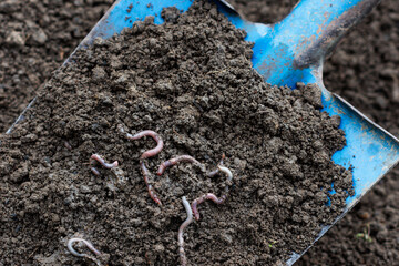 Earthworms on blue color shovel in agricultural field background, earthworms in dirt, sustainable...