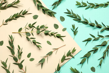 Eucalyptus branches with fresh green leaves on color background, flat lay