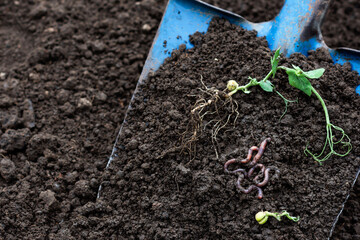 Earthworms and green pea sprout in soil on blue color shovel in agricultural field background, earthworms in dirt, sustainable agriculture and gardening concept with earthworms