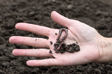 Earthworms on woman palm in agricultural field background, earthworms on human hand, sustainable agriculture and gardening concept with earthworms