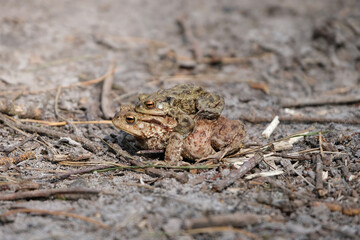 Spring time, one toad sits on the back of the other toad
