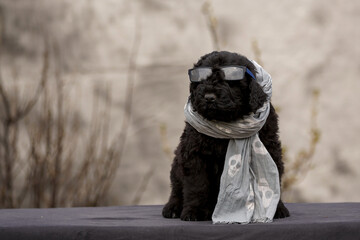 Russian black terrier wearing scarf and sunglasses - obrazy, fototapety, plakaty