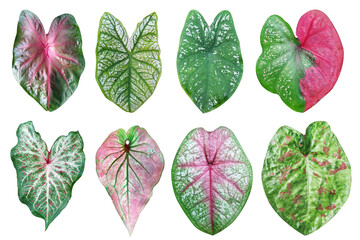 Set of Caladium bicolor leaves isolated on white background. Colorful plant for decoration . Plants that Bring Good Luck, Prosperity and Fortune