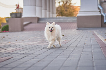 City walk with the dog, cream pomeranian puppy on a walk