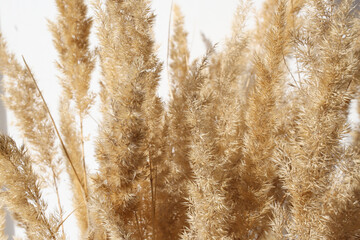 A beautiful bouquet of dried flowers against a gray wall. Pampas grass closeup natural beige color.