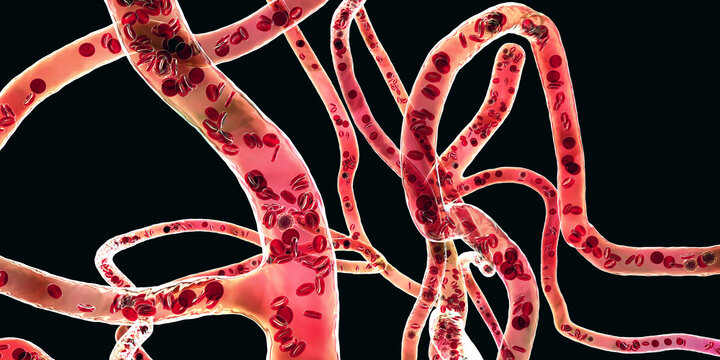 Blood vessel with flowing blood cells, 3D illustration