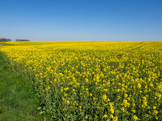 Obraz premium gelbes Rapsfeld blüht im Frühling