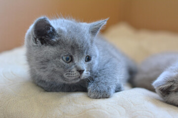 Cats Baby British and Scottish 