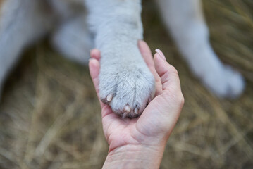 girl holding a dog's paw in her hand