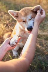 Akita puppy close-up, portrait of a beautiful Akita puppy