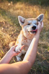 girl holding a dog's paw in her hand