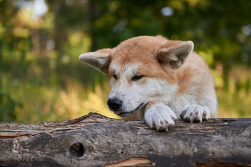 Akita Inu dog stands on a forest lawn at sunset