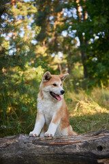 Akita puppy close-up, portrait of a beautiful Akita puppy