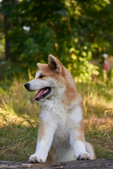 Akita puppy close-up, portrait of a beautiful Akita puppy