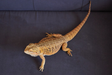 Full length bearded dragon lizard, top view