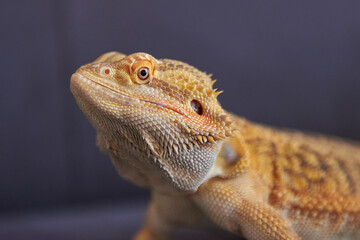 Bearded dragon lizard, close-up portrait of a lizard