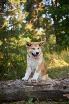 Akita puppy close-up, vertical photo