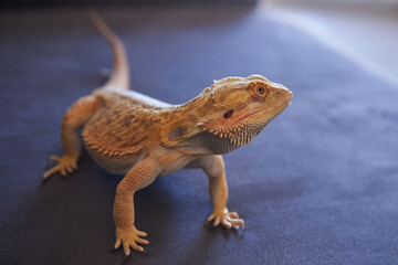 bearded dragon lizard morph normal bright color