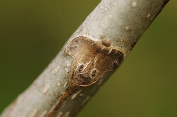 オニグルミの葉痕