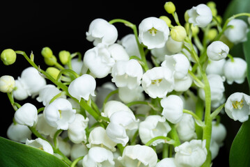 Lily of the valley (Convallaria majalis) with green leaves, on a black background