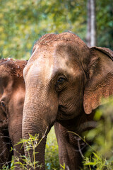 A closeup of an asian elephant, one elephant in the background in the jungle of South East Asia