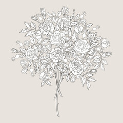 Rose flowers on branches. Clip art, set of elements for design Vector illustration. In botanical style Isolated on white background.