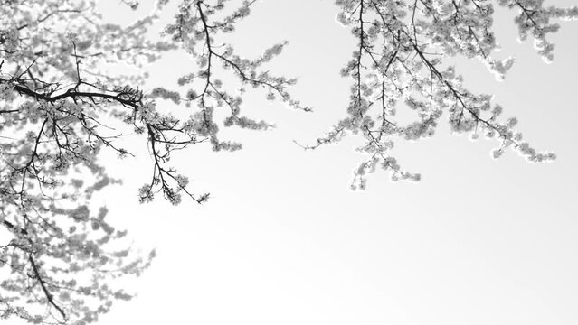 Close-up view black and white 4k video of beautiful blooming spring branches of trees isolated on sunny clear blue sky background. Small delicate white flowers growing on branches of trees outdoors