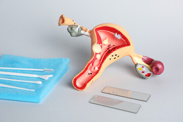 Model of female reproductive system and gynecological examination kit on grey background