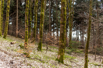 Trees in the forest covered with moss on the trunk