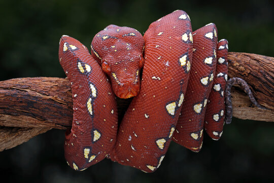 Beautiful baby Green Tree Python (Morelia viridis) on tree branch in conservation area.