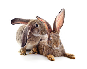 Fototapeta na wymiar Two beautiful rabbits.