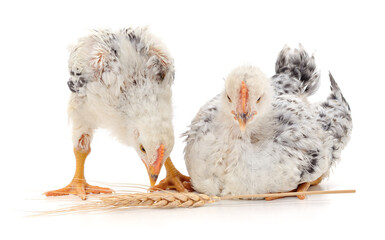 White chickens with a spikelet in its beak.