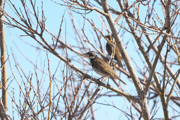 枝に止まったツグミ